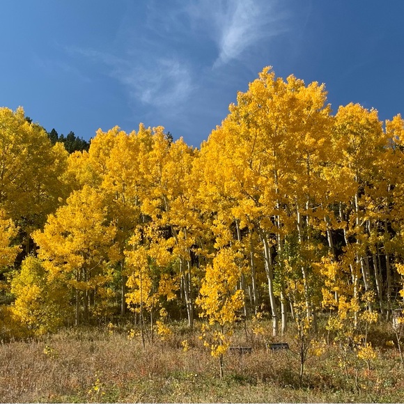 $ - Picture 15 of 16